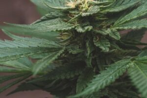 All about CBD Terpenoids