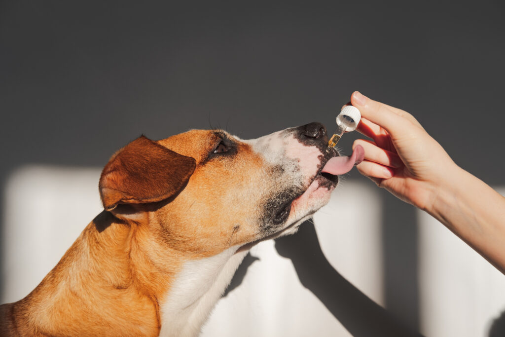 CBD Oil for Dogs and Cats