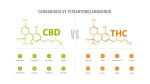 CBD vs THC