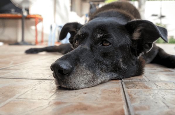 A senior dog resting on the floor.