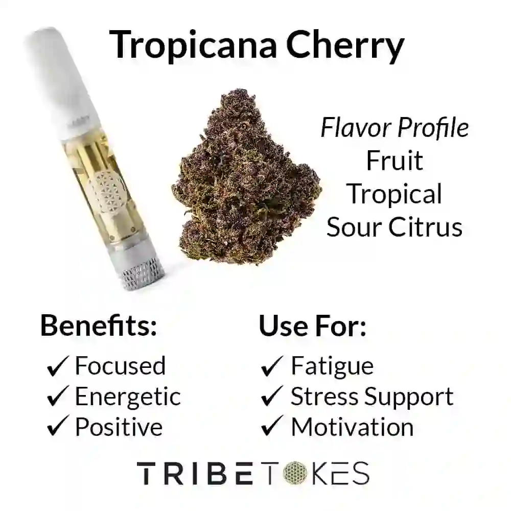 Tropicana Cherry THCA Flower Strain Profile