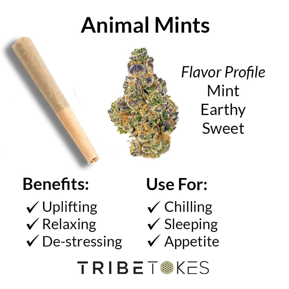 Animal Mints Strain Profile