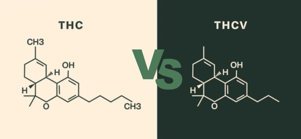 THCV vs THC: The Cannabinoid That Does the Opposite of What You'd Expect
