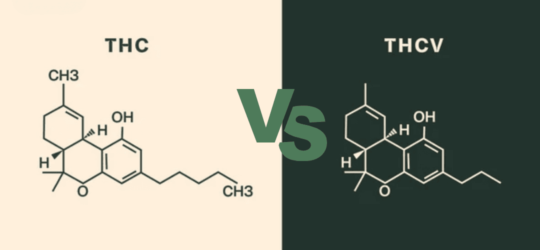 THCV vs THC: The Cannabinoid That Does the Opposite of What You'd Expect